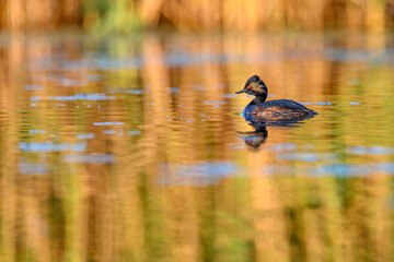 Black-necked Grebe or Podiceps nigricollis, podicipediform bird of the family Podicipedidae.