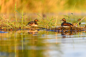 Black-necked Grebe or Podiceps nigricollis, podicipediform bird of the family Podicipedidae.