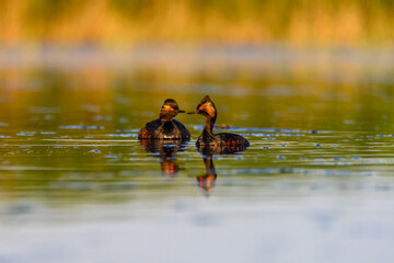 Black-necked Grebe or Podiceps nigricollis, podicipediform bird of the family Podicipedidae.