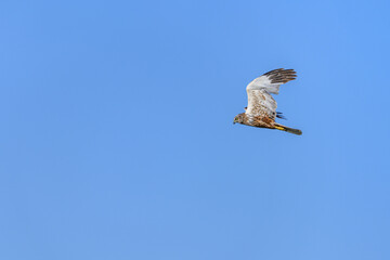 Western marsh harrier or Circus aeruginosus, of the Accipitridae family.
