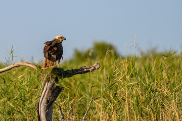 Western marsh harrier or Circus aeruginosus, of the Accipitridae family.