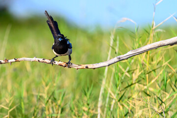 Common magpie or Pica pica, is a species of passerine bird in the Corvidae family.