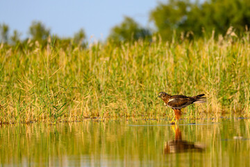 Western marsh harrier or Circus aeruginosus, of the Accipitridae family.