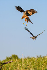 Western marsh harrier or Circus aeruginosus, of the Accipitridae family.