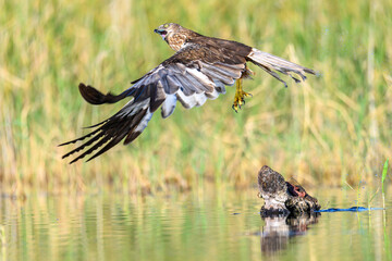 Obraz premium Western marsh harrier or Circus aeruginosus, of the Accipitridae family.