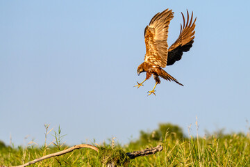 Western marsh harrier or Circus aeruginosus, of the Accipitridae family.