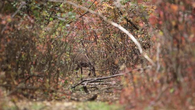 A group of red deer are eating foliage on the edge of the forest. Beautiful autumn video with deer.