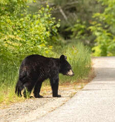 Fototapeta premium Healthy young American Black bear near a road in Algonquin Park in springtime