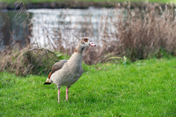 Winter portrait of an adult female Nile or Egyptian goose (Alopochen aegyptiaca)