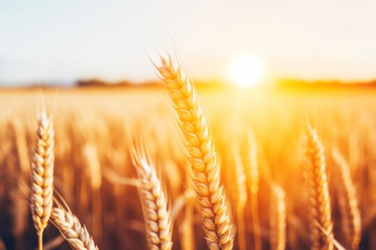 A serene wheat field basks in the warmth of the golden hour, with the sun setting on the horizon. This image captures the tranquil beauty of the countryside, highlighted by the glow of the setting sun