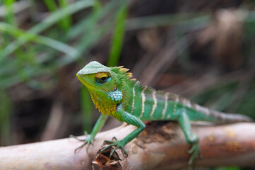 Naklejka na ściany i meble Sri Lankan Green Garden Lizard 