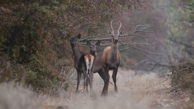 Male and female red deer on a forest road. The male stands in front, guarding the females. He is young, the horns are small.