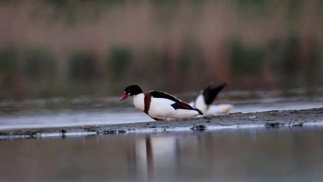 A female piebald stands on the shore of the bay and cleans her feathers. Beautiful morning light. Common shelduck duck videos