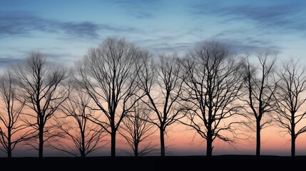 Naklejka premium silhouettes of trees at sunset