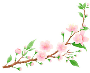 Watercolor hand drawn illustration of Cherry Blossom sakura frames wreaths border spring time pink blooming flowers © blumensdiary