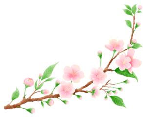 Watercolor hand drawn illustration of Cherry Blossom sakura frames wreaths border spring time pink blooming flowers