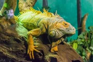 Portrait of green iguana. Exotic iguana