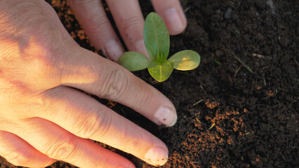 Close up top view hands gardener farmer plants green small pepper seedlings in soil with organic...