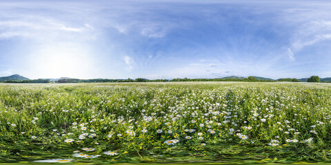 Chamomile field panorama. White daisy flowers in large field of lush green grass at sunset. 360 seamless spherical panorama. Chamomile flowers field. Nature, flowers, spring, biology, fauna concept