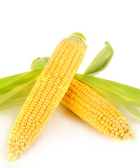 Corn on the cob isolated on white . Vertical photo.