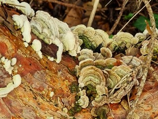 Close up of white fungi growing on log