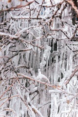 Delicate branches encased in thick ice, forming a natural curtain of icicles that glisten in the subdued light