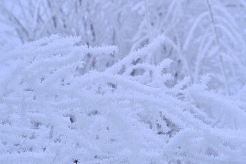Branches tree are covered with snow crystals and frost after severe winter frost.