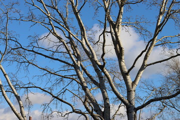 Bare tree in winter on a sunny day