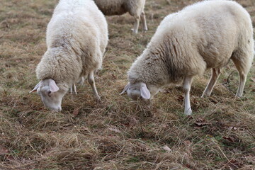 Obraz na płótnie Canvas Sheep grazing on a pasture in winter