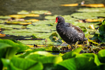 Moorhen