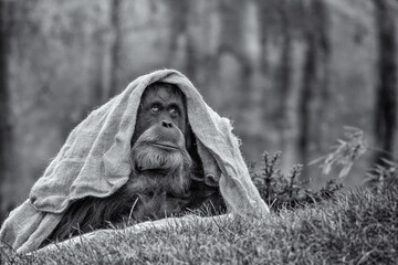 Black and White Image of an Orang-utan