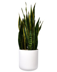 Big potted plant with long dark green leaves in a white pot. Vertical growing plant. Isolated.