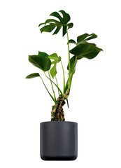 Large interior plant with flat palm leafs in a black, grey pot. Green house decor.