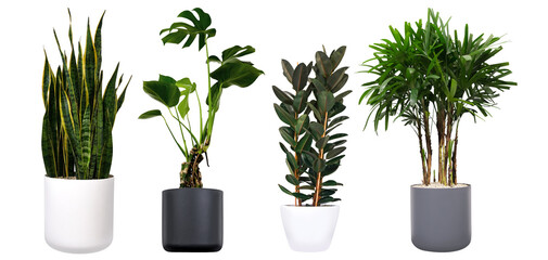Big house potted plants on a white background.  Various green plants for home decor.