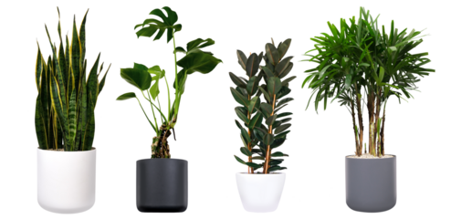 Big house potted plants on a white background.  Various green plants for home decor.