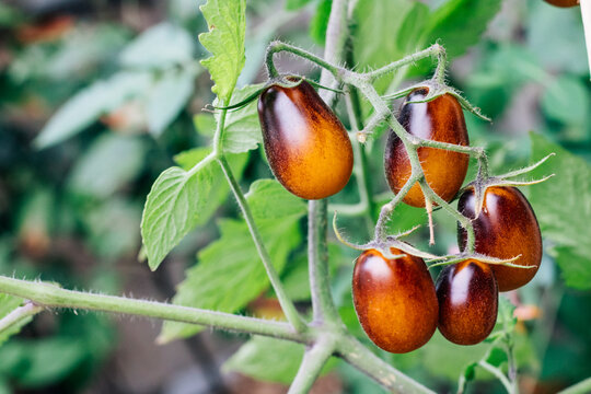 Indigo pear drop cherry tomato, right orange tomatoes with purple hues, growing on a tomato plant in a small garden