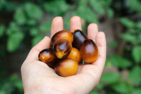 Indigo pear drop cherry tomato, right orange tomatoes with purple hues, held in one hand