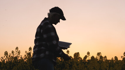 Farmer uses digital tablet in rapeseed field. Agriculture business. Harvesting of agricultural...