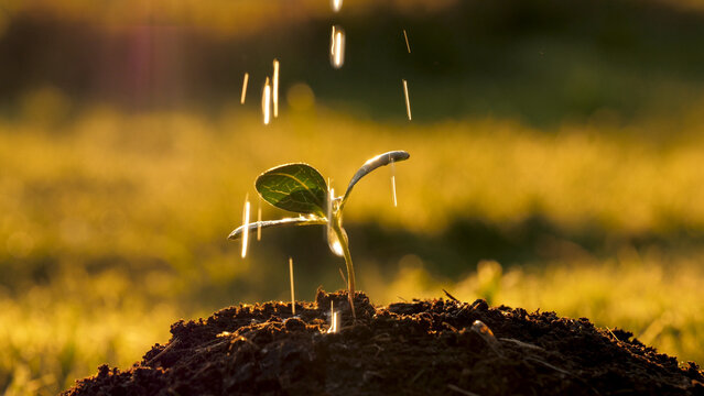 Close up water flows through gardner fingers hand watering green sprout tree planted in fertile soil. Drops water pouring on leaves against warm sun shine at sunset, life young seedling reforestation