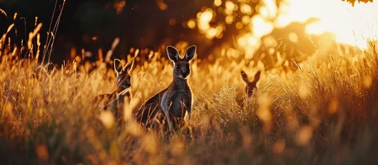 Fotobehang Kangaroos hiding in grass during sunset. © AkuAku