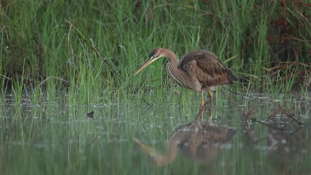 The purple heron hunts and fishes in the shallow bay. The hunt is unsuccessful. The bird looks out for prey for a long time.
