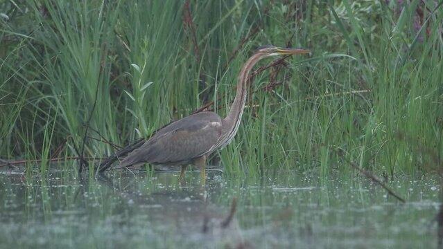 The red heron hunts and fishes in the shallow bay. She eats small fish. Long neck and beak. Video from Ardea purpurea