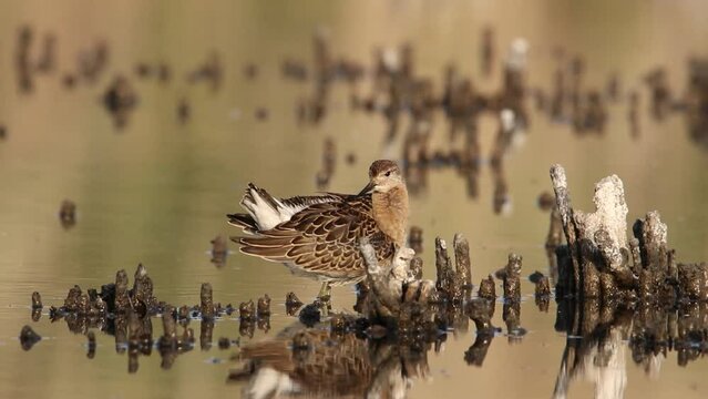 Ruff cleans his feathers. The bird stands in a shallow bay. Video from Philomachus pugnax