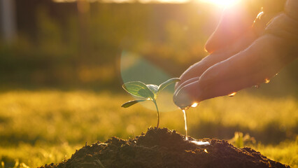 Close up of gardner hand watering small green sprout tree planted in fertile ground. Drops of water pouring on leaves against warm sun shine rays at sunset, new life of young seedling reforestation