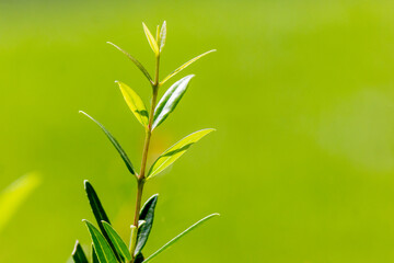 green foliage in a natural forest environment