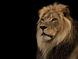 portrait of a male lion with isolated background