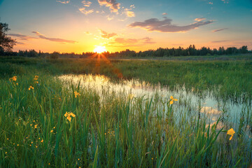 A beautiful May sunset landscape. Spring flooded water the field with wildflowers, yellow irises, in the sunshine under the beautiful sky with clouds.