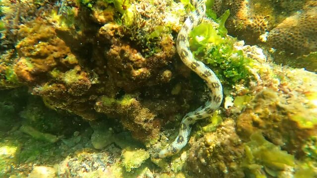 Underwater beach scene with vibrant coral reef and a moray eel hunting for food, captured in stunning 4K resolution. Perfect for marine life and ocean exploration themes.
