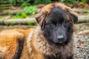 Majestic Serra da Estrela dog, a large Portuguese mountain breed, calmly lying down outdoors in a natural setting. Portrait of a loyal and gentle giant