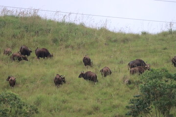 Bison animal in Gavi forest. Scenic beauty of Gavi forest.  Natural resources. Wils animal in forest. Wall mounting or greetings background
